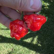 Jamaican Hot Red Chilli Seeds