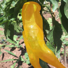 Marconi Golden Chilli Seeds