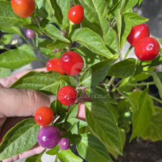 Mora Quintto Chilli Seeds