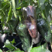 Isleno Mulato (Secluded) Chilli Seeds