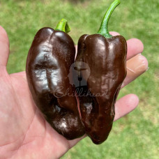 Isleno Mulato (Secluded) Chilli Seeds