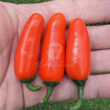 Numex Orange Spice Chilli Seeds