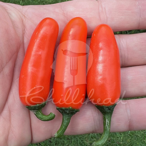 Numex Orange Spice Chilli Seeds