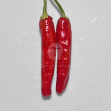 Onza Rojo Chilli Seeds