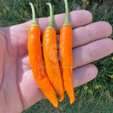 Onza Amarillo Chilli Seeds