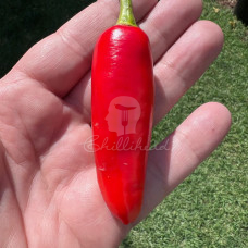 Pasilla Mixe Chilli Seeds
