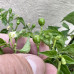 Pea Chilli Seeds