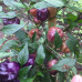 Purple Pumpkin (Secluded) Chilli Chilli Seeds