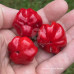 Purple Pumpkin (Secluded) Chilli Chilli Seeds