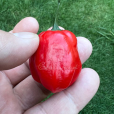 Aji Rain Forest Chilli Seeds