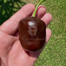 Rocoto Brown (Secluded)