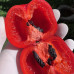 Rocoto Calama Red Chilli Seeds