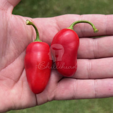 Rocoto Lucento Oblong Red Chilli Seeds