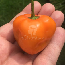 Rocoto Marlene Chilli Seeds