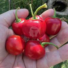 Mini Rocoto Red Chilli Seeds