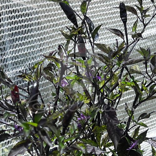 Royal Black Chilli Seeds