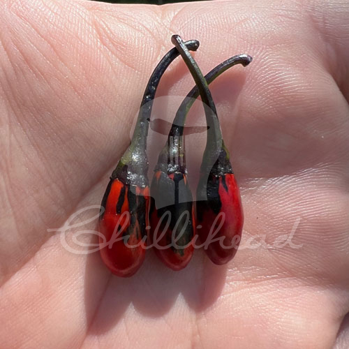 Ruby Teardrops Chilli Seeds