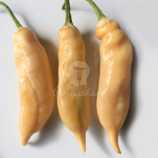 Sugar Rush Peach (Secluded)