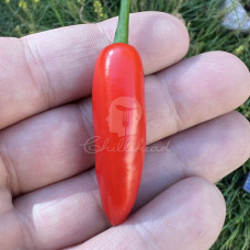 Serrano Tampiqueno (Secluded) Chilli Seeds