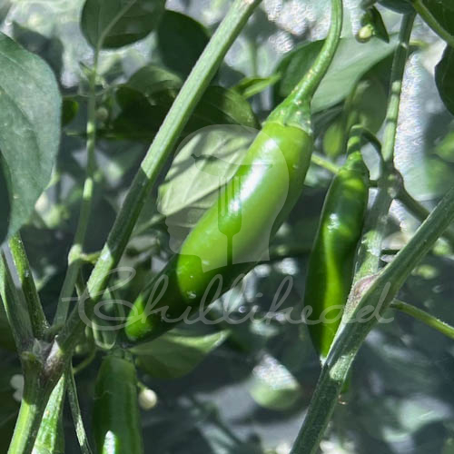 Serrano Tampiqueno Chilli Seeds
