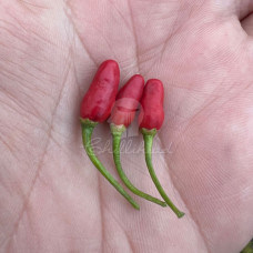 Tepiquin Chilli (Secluded) Seeds
