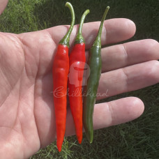 Thai Dragon (Secluded) Chilli Seeds