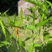 Thai Orange Hot Chilli Seeds