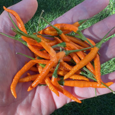 Thai Orange Hot Chilli Seeds