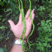 Thunder Mountain Longhorn Chilli Seeds