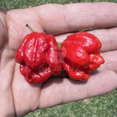 Trinidad Scorpion VV7 Chilli Seeds