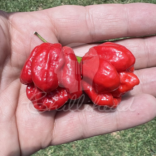 Trinidad Scorpion VV7 Chilli Seeds