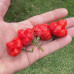 Turks Cap Chilli Seeds