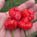 Turks Cap Chilli Seeds