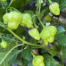 Turks Cap Chilli Seeds