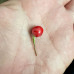 Wiri Wiri Chilli Seeds