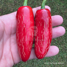 Zapotec Jalapeno Chilli Seeds