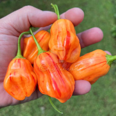 Zébrange Chilli Seeds