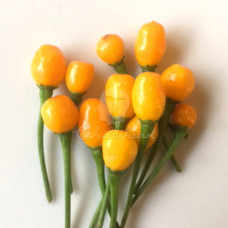 Aji Charapita Chilli Seeds