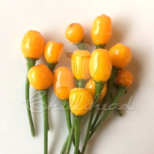 Aji Charapita Chilli Seeds