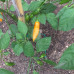 Aji Cito Chilli Seeds