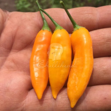 Aji Cito Chilli Seeds