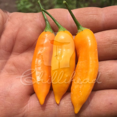 Aji Cito Chilli Seeds