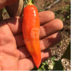 Aji Cristal Chilli Seeds