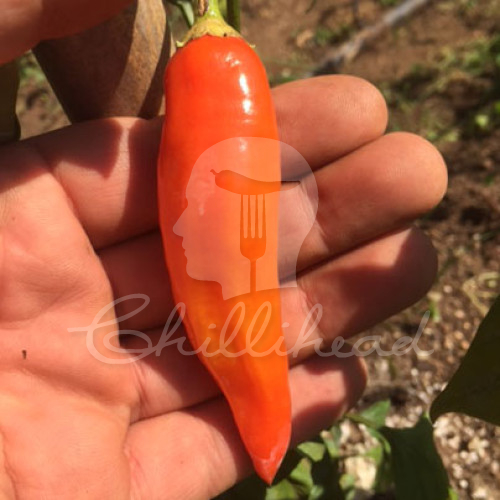 Aji Cristal Chilli Seeds