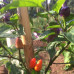 Aji De Jardin Chilli Seeds