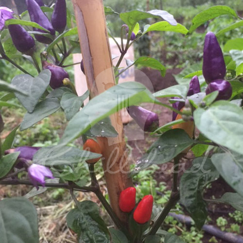 Aji De Jardin Chilli Seeds