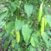 Aji Golden Chilli Seeds
