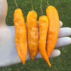 Aji Golden Chilli Seeds