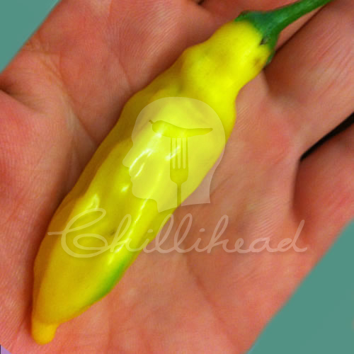 Aji Lemon (Secluded) Chilli Seeds