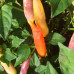 Aji Omnicolor Chilli Seeds
